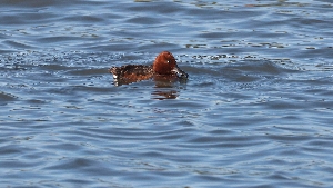 Zwergtaucher