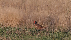 Jagdfasan