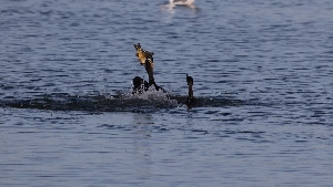 Kormoran