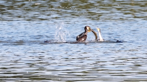 Kormoran