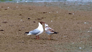 Lachmöwe