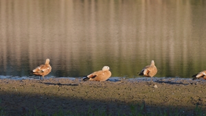 Nilgänse