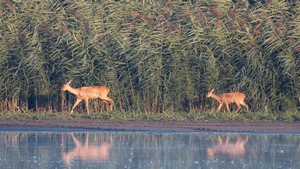 Rehe