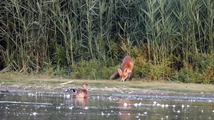 Rotfuchs