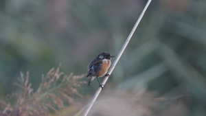 Schwarzkehlchen