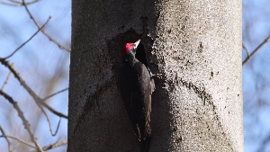 Schwarzspecht an der Höhle