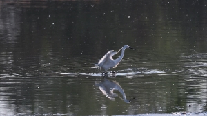 Seidenreiher