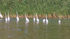 Silberreiher