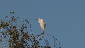Silberreiher