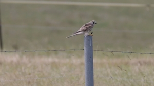 Turmfalke