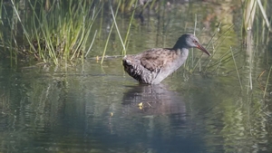 Wasserralle