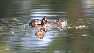 Zwergtaucher