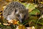 Igel