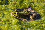 Grünfrosch