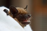 Fledermaus