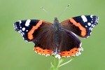 Schmetterling