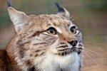 Luchs