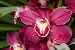 Orchidee