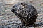 Nutria