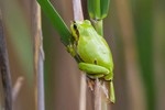 Laubfrosch