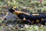 Feuersalamander