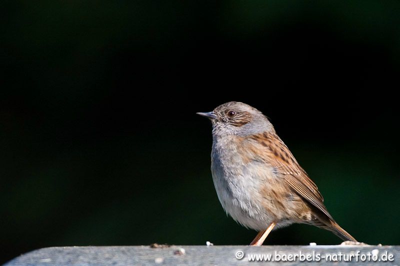 Heckenbraunelle immer in Sträuchern und Hecken unterwegs und deshalb schwer zu fotografieren