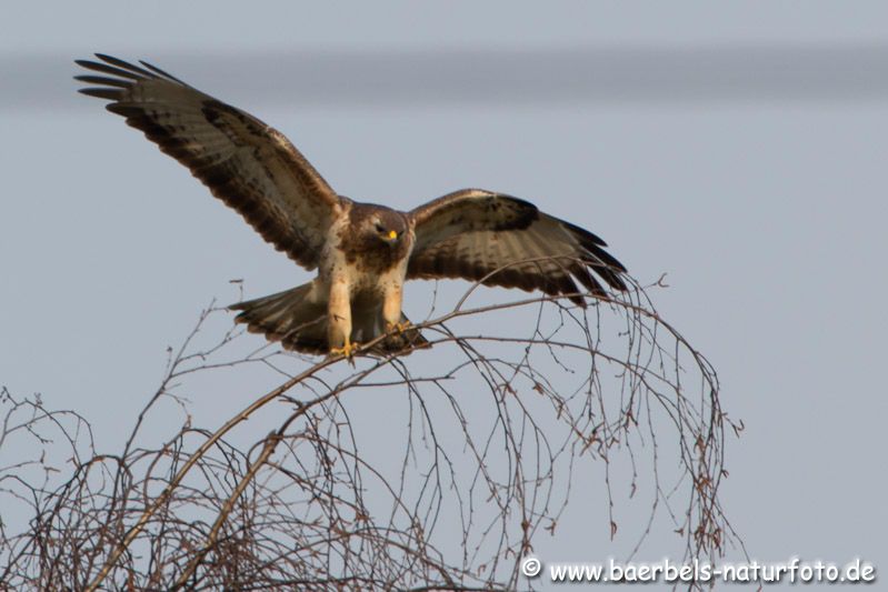 Mäusebussard