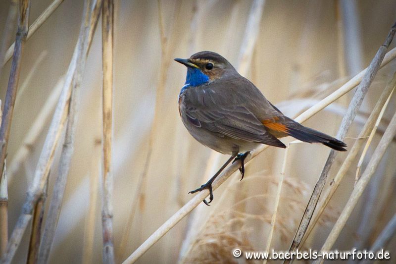 Blaukehlchen kommen nur vereinzelt vor und sind schwer zu finden