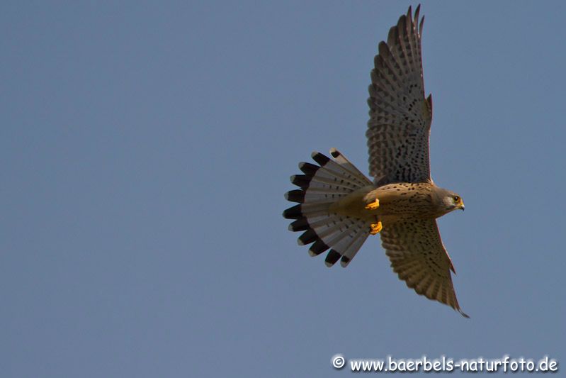 Männl. Turmfalke im Flug