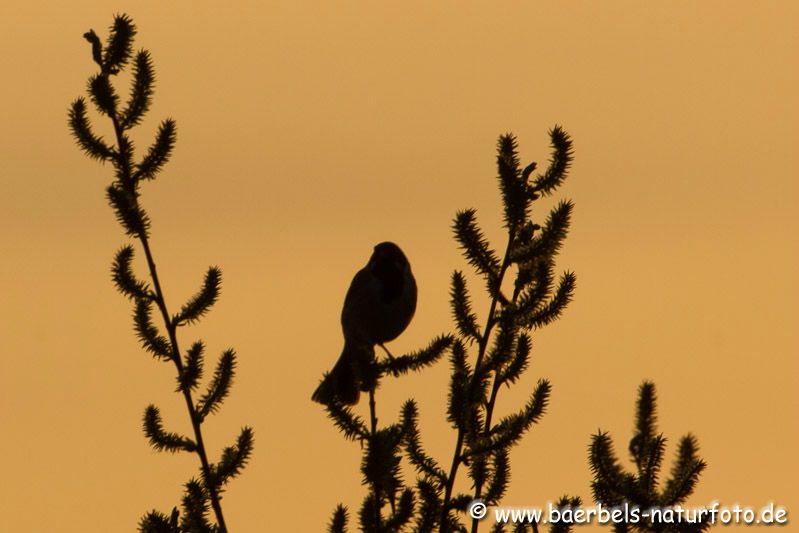 Blaukehlchen bei Sonnenaufgang im Gegenlicht