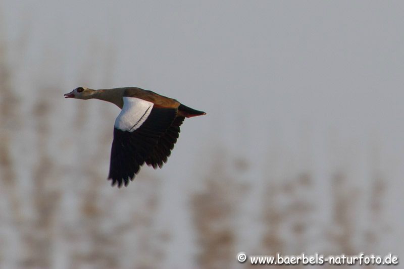 Nilgans im Flug