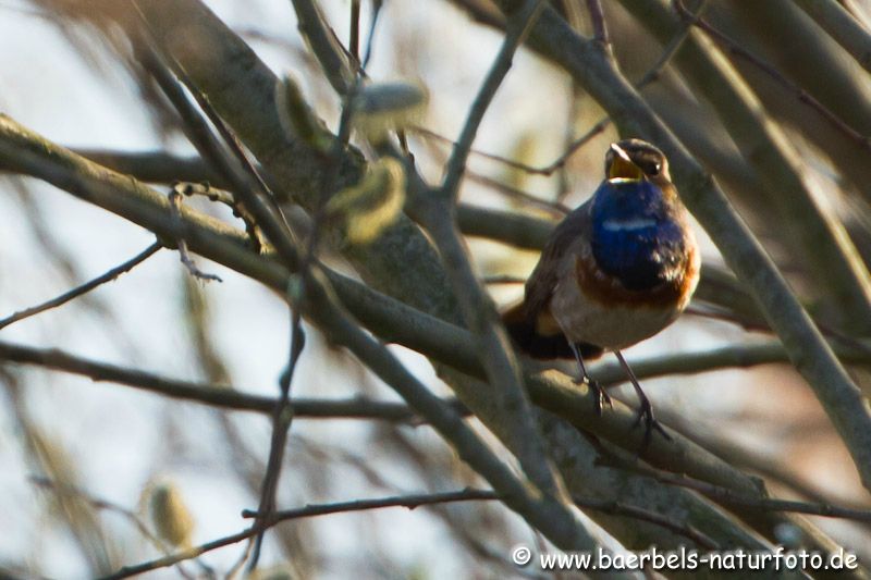 Singendes Blaukehlchen im Strauch