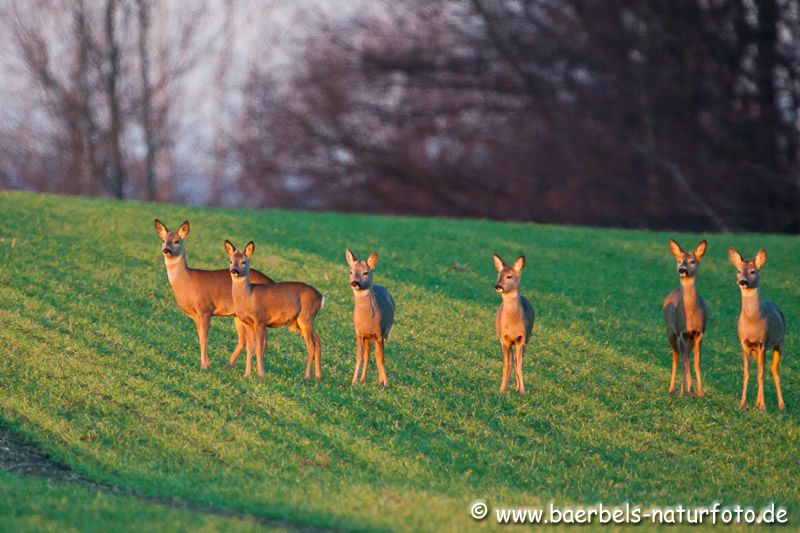 Rehe in der Abendsonne