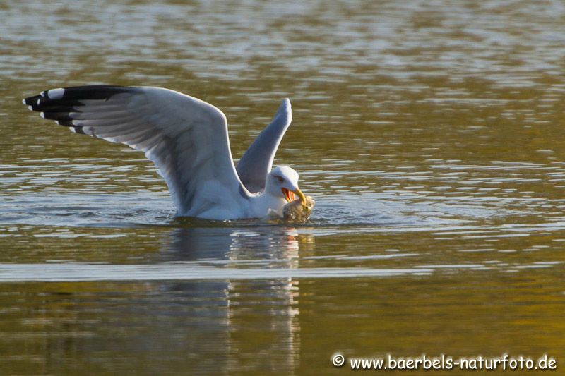 Silbermöwe mit Fisch