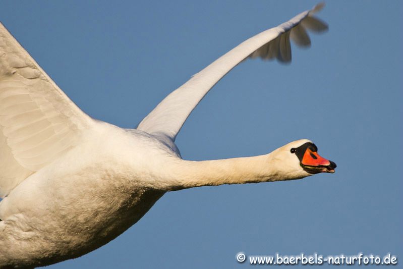 Schwan im Porträt