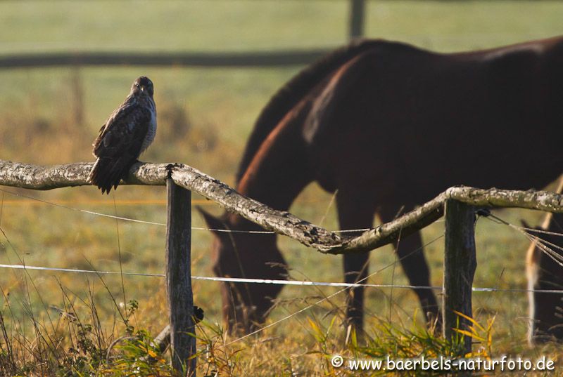 Mäusebussard auf der Pferdekoppel