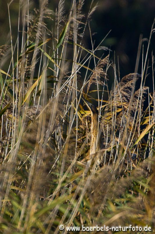 Rohrdommel schwer zu entdecken