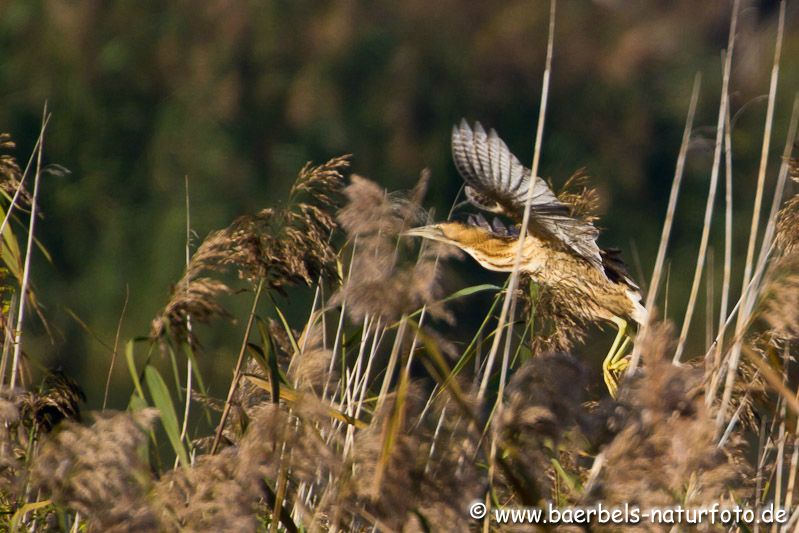 Rohrdommel landet im Schilf bei der anderen