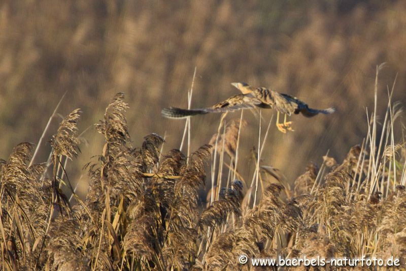 Tägl. fliegt die Rohrdommel