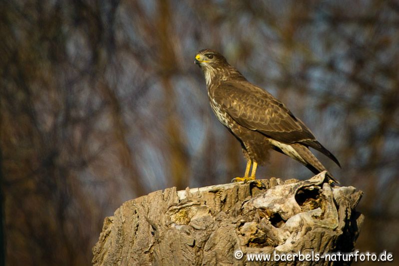 Mäusebussard