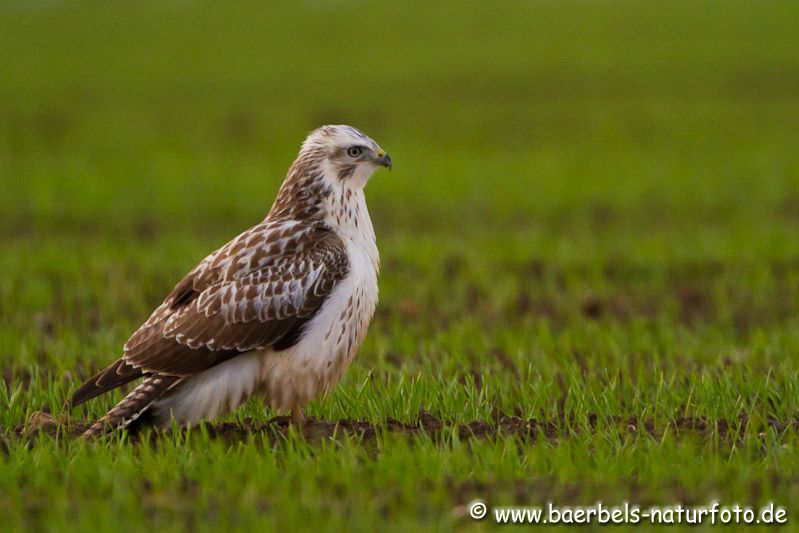 Mäusebussard