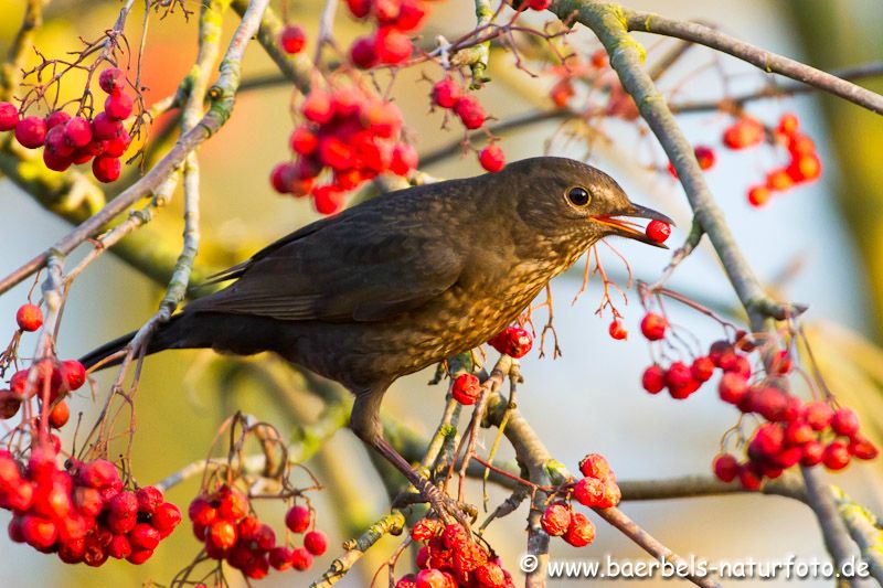 Weibl. Amsel