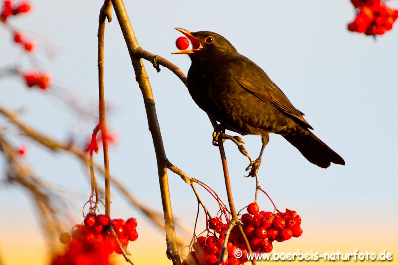 Männl. Amsel