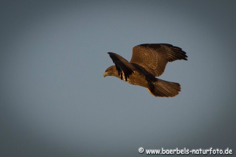 Mäusebussard beim Rüttelflug