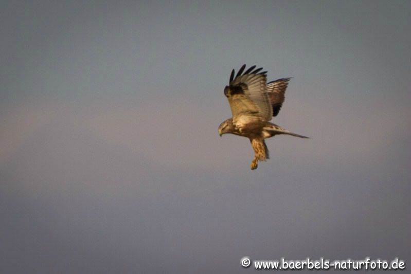 Raufußbussard deutlich die befiederten Beine zu sehen