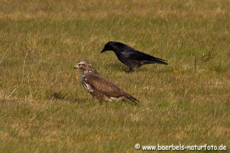 Mäusebussard einträchtig mit der Rabenkrähe auf Futtersuche