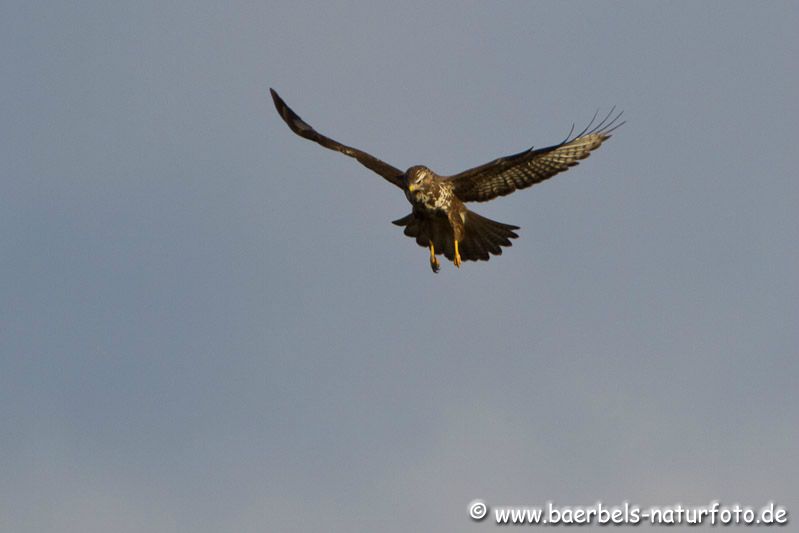 Rüttelflug des Mäusebussard