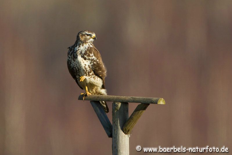 Mäusebussard