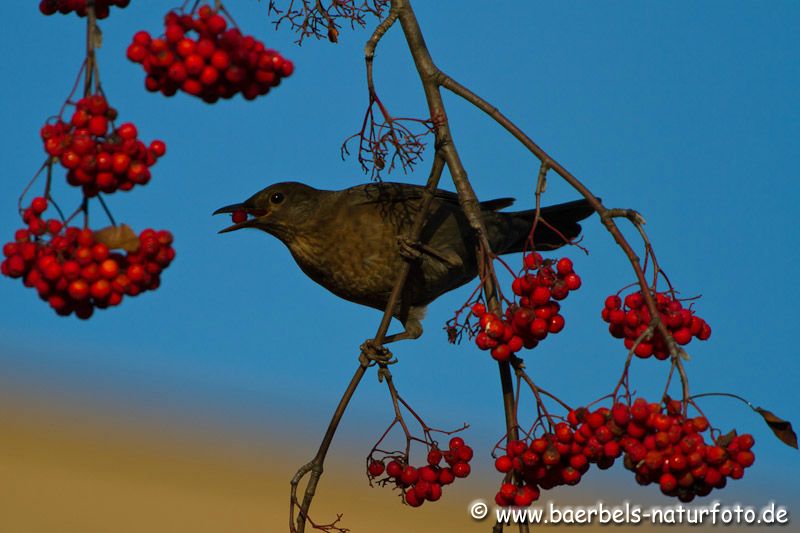 Weibl. Amsel