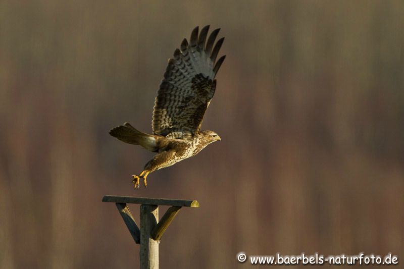 Mäusebussard beim Abflug